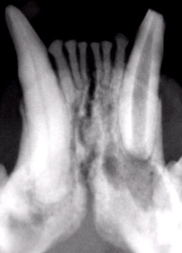 Tooth Root Abscess in Cats | VCA Animal Hospital