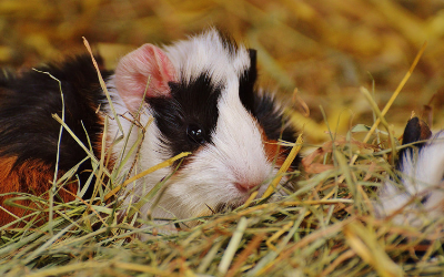 hay for guinea pigs near me