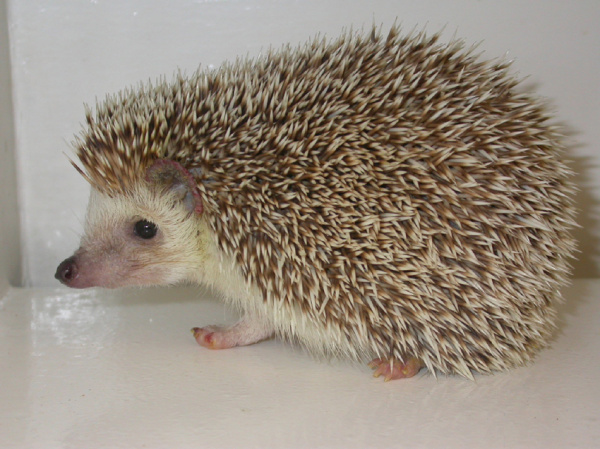 Tumor hedgehog mouth Hedgehog Illnesses