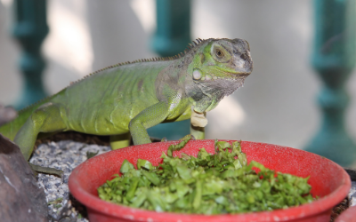 what happens if your dog eats iguana