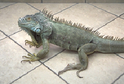 iguanas-problems-1