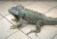 iguanas-problems-1 iguanas-problems-1