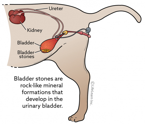 feline bladder stones diet