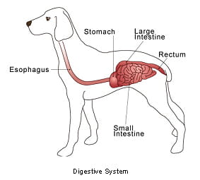 dog gi tract