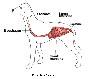 Digestive Tract Intestinal Epithelial Tumors Vca Animal Hospital