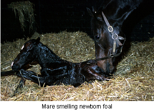 foal_newborn-1