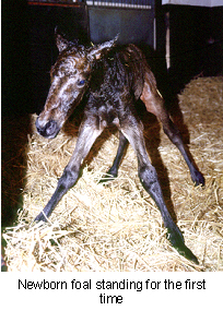 foal_newborn-2