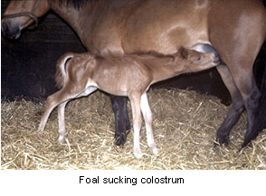 foal_newborn-3
