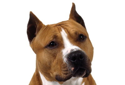 American Staffordshire Terrier Icon