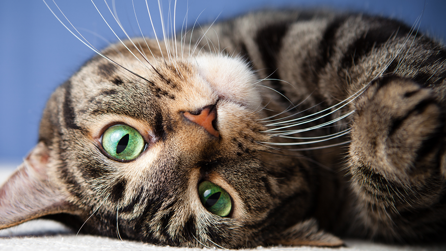 Feline Vaccinations in Ottawa, Ontario Alta Vista Animal