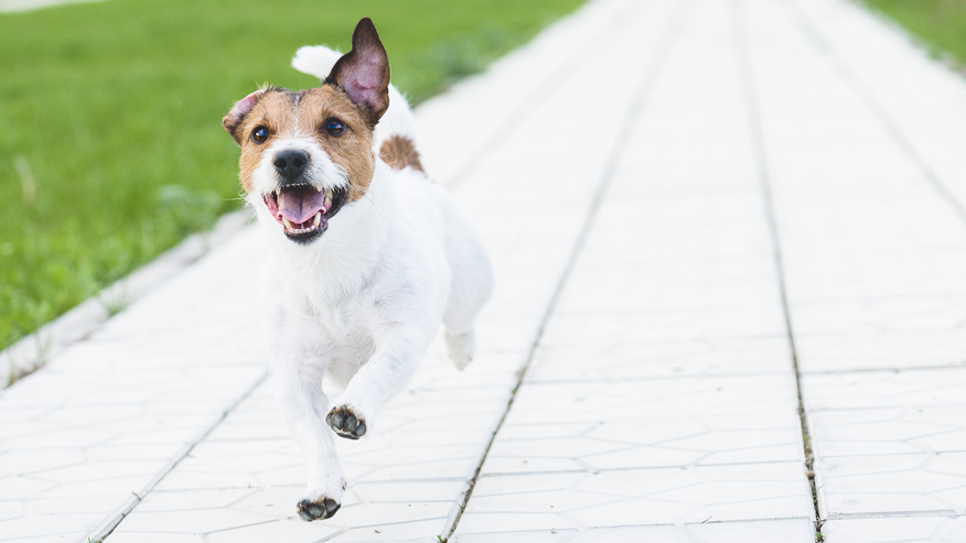 Happy dog running
