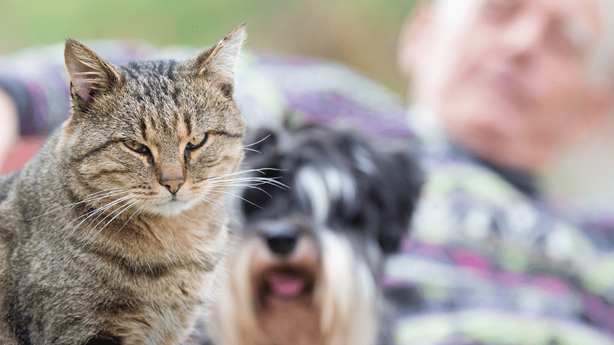 Flea and Tick Control