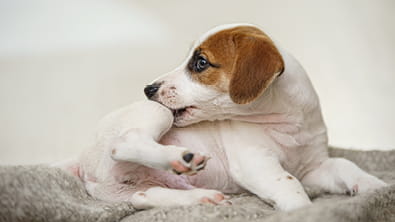 Allergy and Itchy Skin Relief