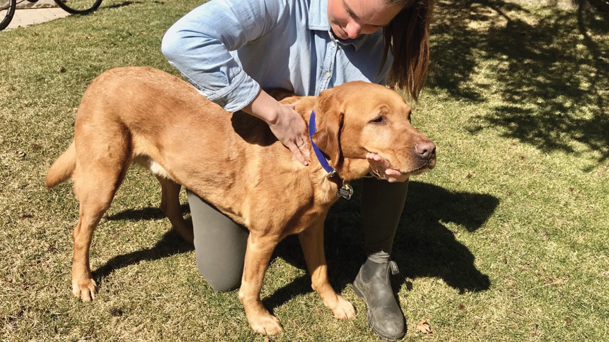 chiropractic care at bellbrae