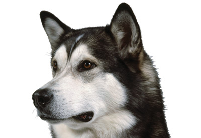 Alaskan Malamute Icon