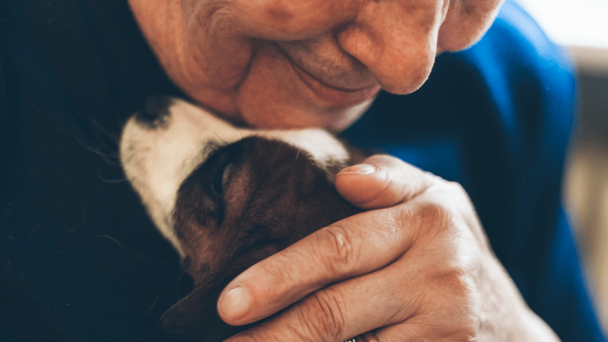 Services at VCA Canada