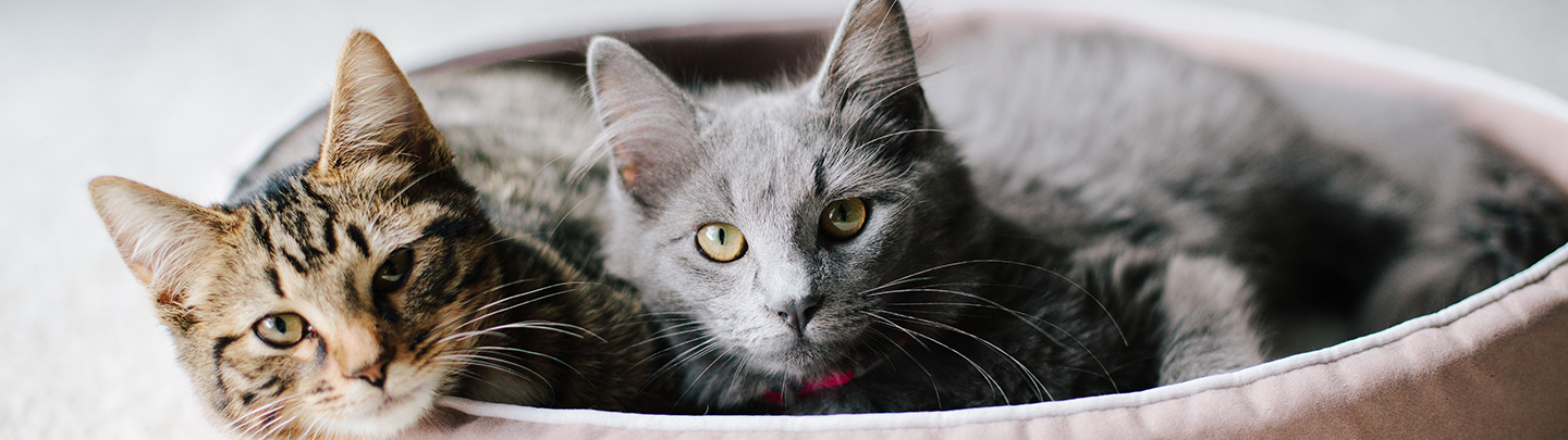 Cat Boarding