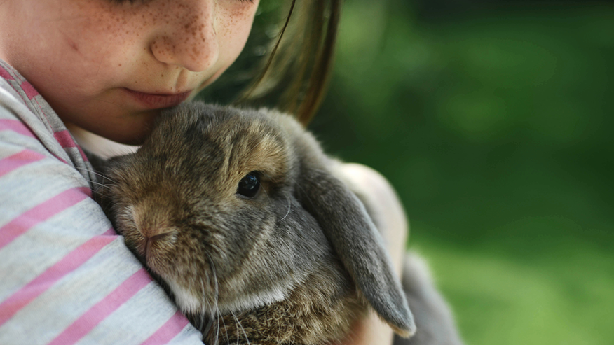 Services at VCA Canada