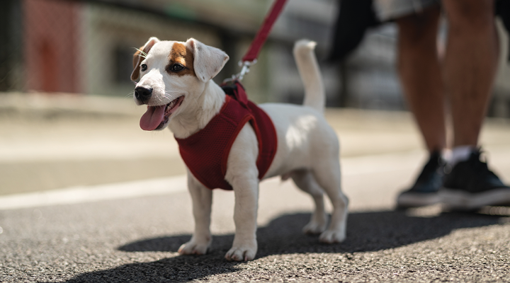 directions to vca all care from amigo animal hospital directions to vca all care from amigo animal hospital