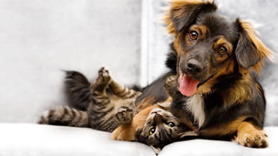 New Kitten and New Puppy Packages