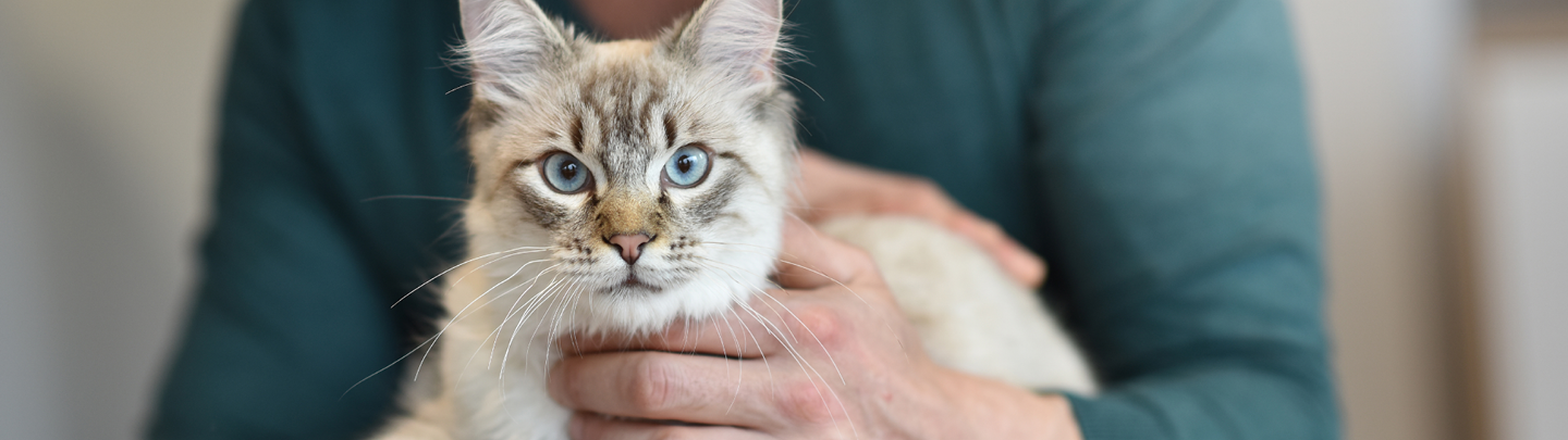 Services at our VCA Canada Animal Hospitals