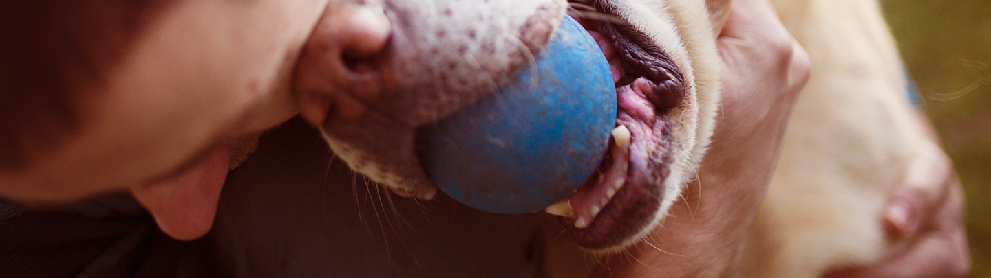 Services at our VCA Canada Animal Hospitals