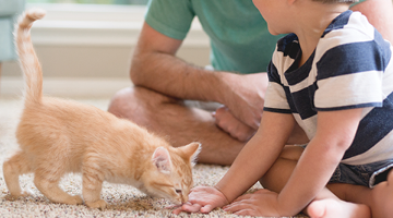 Home - Mosaic - GP - BC - CC - FFE - 2024 Cats