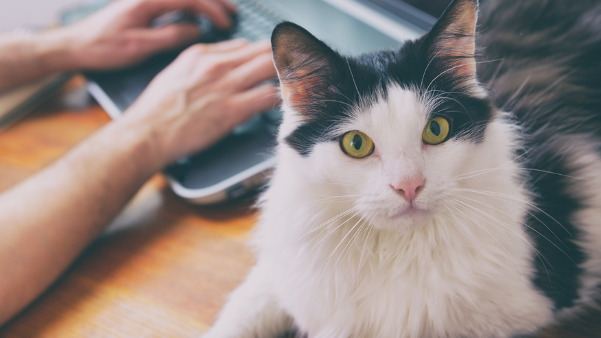 Virtual Care Services at VCA Canada