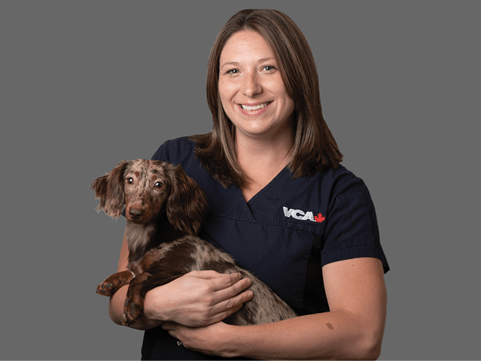 Veterinarian Central Victoria Veterinary Hospital