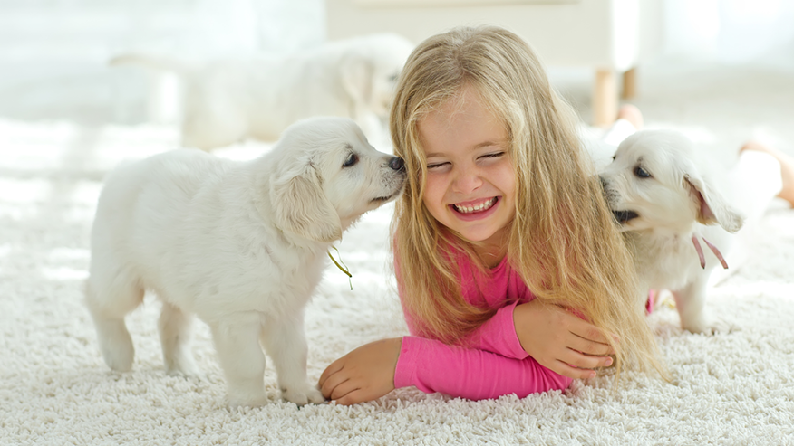 Surgery Services at VCA Canada