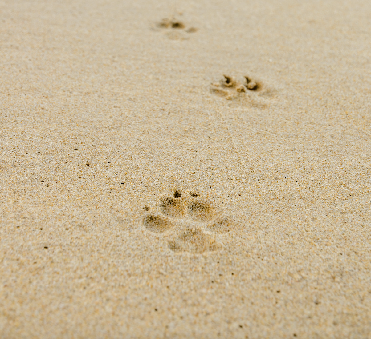 pawprints
