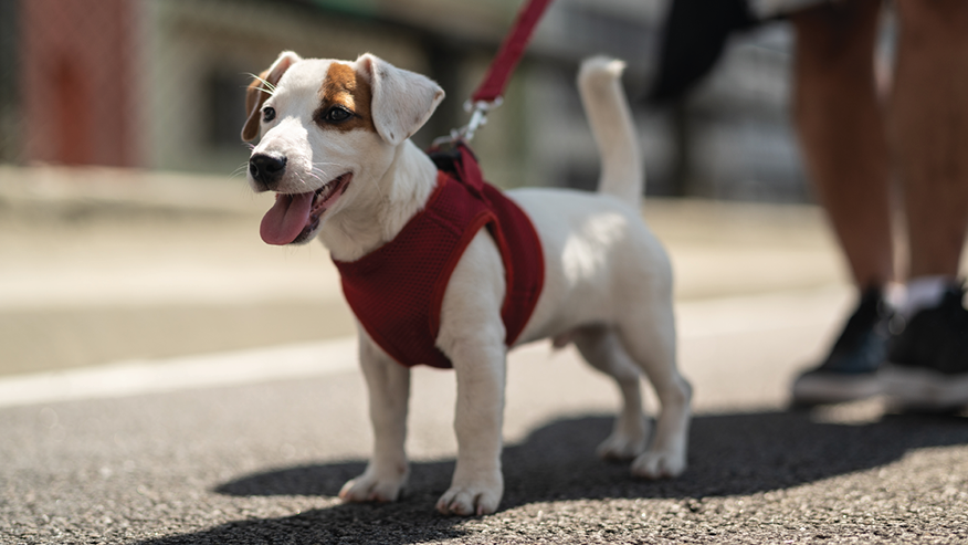 Cancer Care in Port Moody, BC | Healing Paws Animal Hospital Cancer Care in Port Moody, BC | Healing Paws Animal Hospital