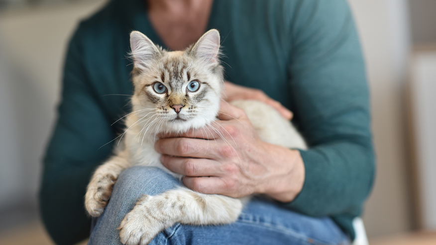 Services at VCA Canada