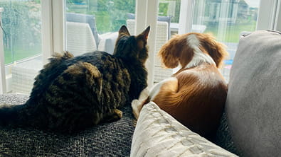 Adult and Senior Wellness