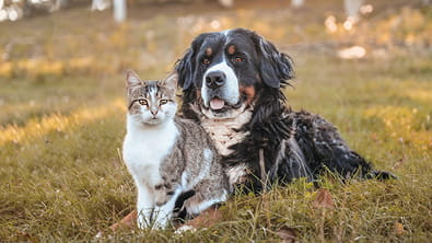 Flea and Tick Control