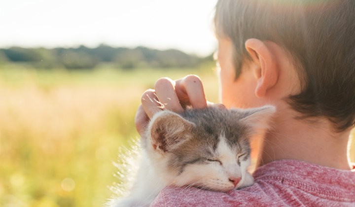 Lexington 2024 cat hospital