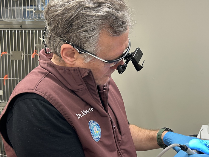 Dr Alberto