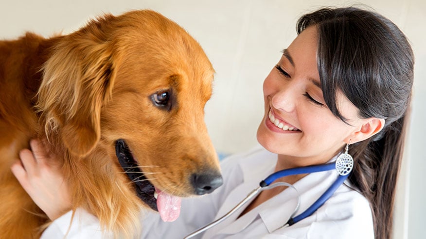 dog woman with veterinarian