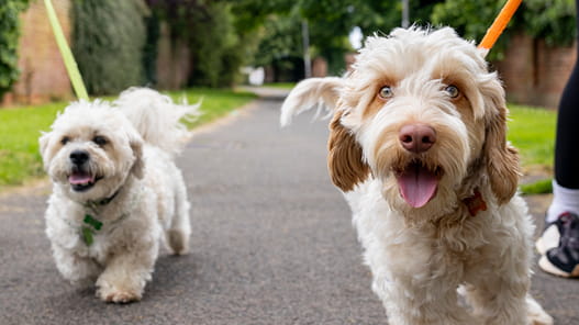 Weight Management Program