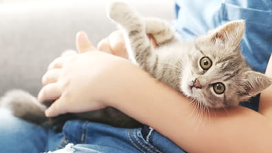 Spays and Neuters