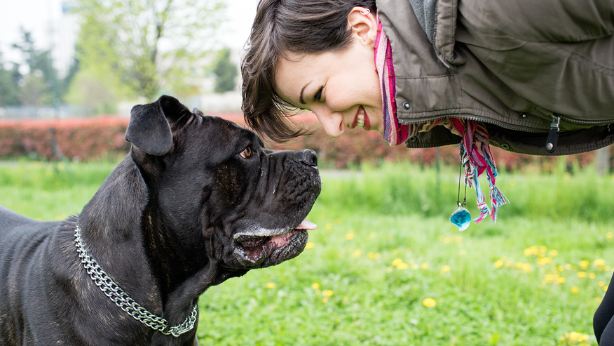 Services at VCA Canada