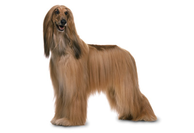 Afghan Hound Icon