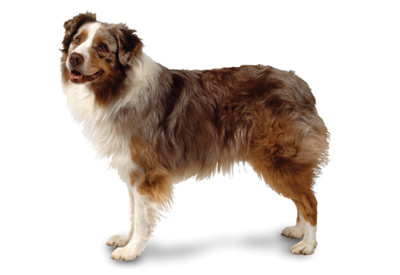 Australian Shepherd Icon
