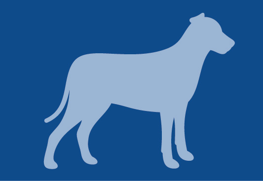 American Eskimo Icon