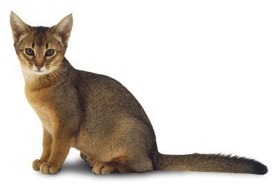 Abyssinian Icon