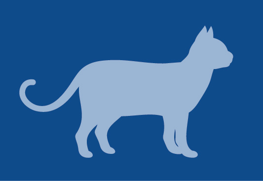 American Bobtail Icon