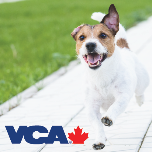 Veterinarians in Toronto, ON | Secord Animal Hospital Veterinarians in Toronto, ON | Secord Animal Hospital