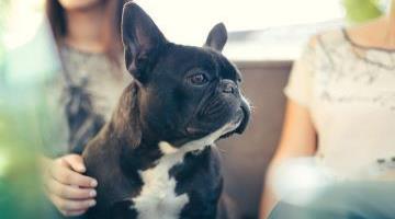 Home - Mosaic - Vets To Go- AB